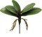 10.5" Green Phalaenopsis Leaf Cluster - Lifelike Artificial Foliage, Set of 2, Perfect for Arrangements, Home & Office Decor - Year-Round Greenery, Floral Home by Artificial Flowers
